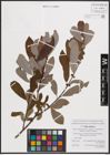 Foto von Salix cinerea L.